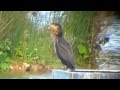 Juvenile Sinensis CORMORANT With Large Pike Lure Attached To Bill At Piccotts End Pools 29 10 13