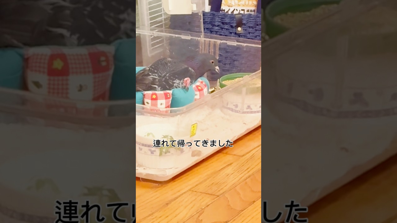 鳩のトコちゃんが遊んでいます  #エミチヤンアニマル #daily_life_of_cat_and_crow  #保護動物