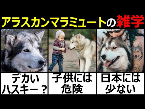 夏のアラスカン・マラミュートの世話