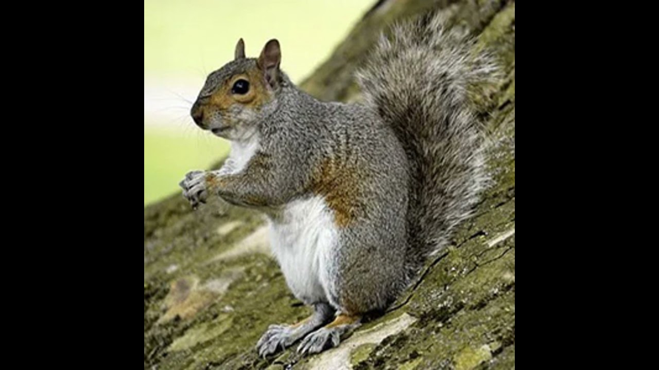 Episode 22 – MURDERSQUIRREL and Tales of Felonies Gone Awry