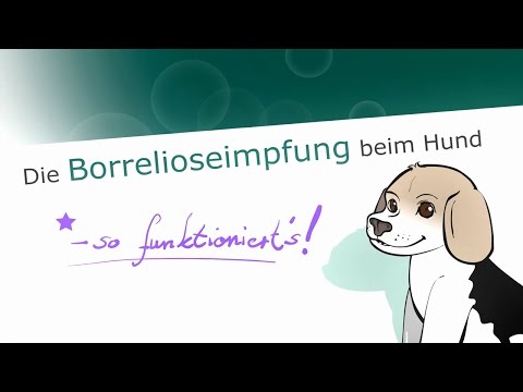 So funktioniert die Borreliose-Impfung beim Hund