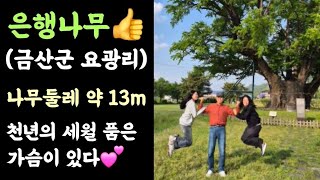 금산 요광리 은행나무???? 나무둘레 약 13m???? 천년의 세월 품은 가슴????