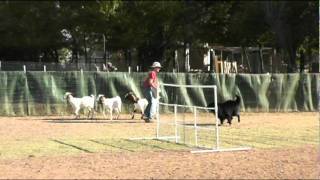 LeAnn and Jag - JHD - Goats - Sunday