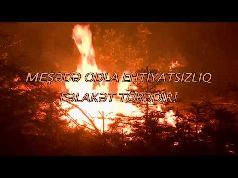 Meşədə odla ehtiyatsızlıq fəlakət törədir!