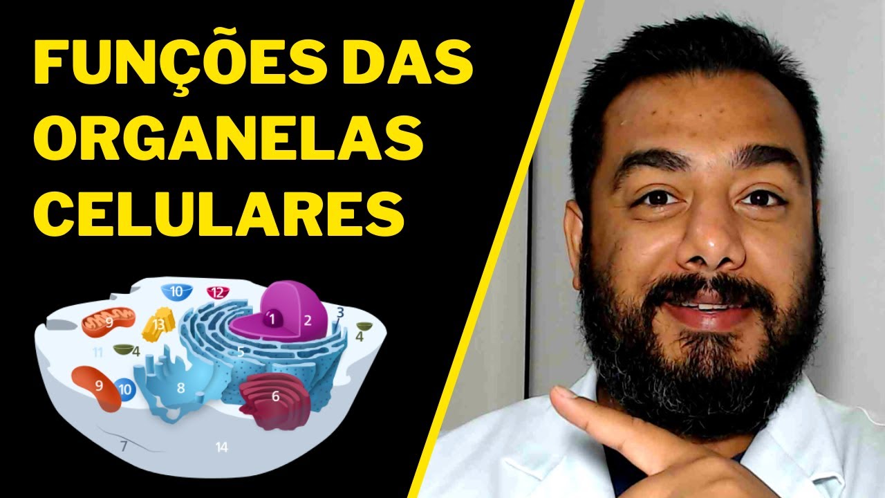 Organelas Celulares e Suas Funções | Partes das Células | Estrutura e Fisiologia Celular