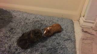 Why is my guinea pig shaking and jumping like that is something wrong?