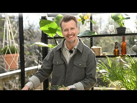 Kökets trädgård del 14 - Odla sallat - Köket