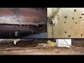 Get Rid of Crawl Space Mold and Moisture | Crawl Space Encapsulation