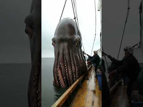 "Denizden Çıkan DEVASA Ahtapot! 🌊🛑 Böyle Bir Şey Gördünüz mü?" #ahtapot #devasa #denizcanlıları