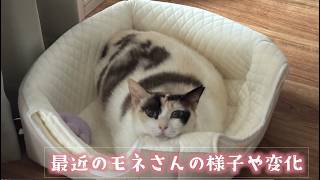 保護猫が自分で引っ掻いたらしき傷が...最近のモネの様子や変化