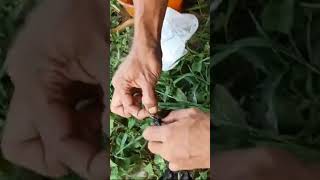 Download lagu IKAN AIR TAWAR TERBESAR DI DUNIA...‼️ #ikan #faktaunik #shortsvideo mp3 Download lagu IKAN AIR TAWAR TERBESAR DI DUNIA...‼️ #ikan #faktaunik #shortsvideo mp3