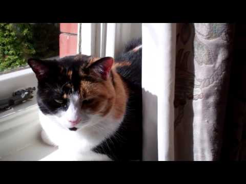 Molly the Cat Sitting On The Window Sill