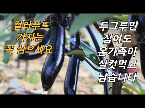 , title : '가지재배, 주말농장 초보자를 위한 "작물"가이드 #5'