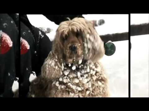 Lucie Vondráčková - Vánoční strom