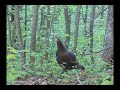 Cluck And Purr Hen Turkey Calling
