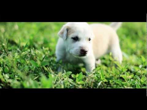 "Minisathkam ko" (මිනිසත්කම් කෝ?) by SASHA, Official Trailer HD