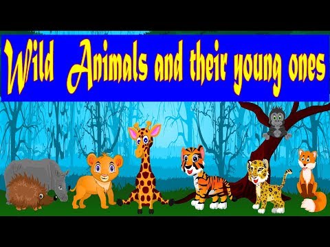 Wild Animals and Their Young Ones | Zoo Babies | Kid2teentv Video