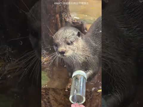 Otter Got Tricked By Strawberry