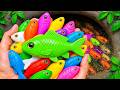 Catch Beautiful Aquarium Fish In Small Pond Baby Turtle Platy Fish Betta Fish Eel Koi Glass Fish