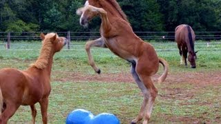 Foals playing together