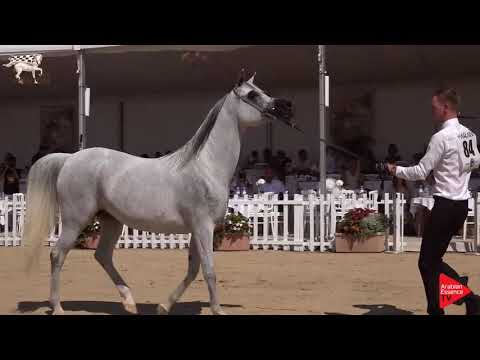 N.84 PIACENZA - Menton 2019