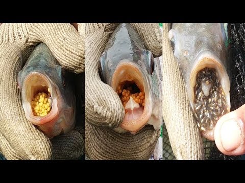 তেলাপিয়া মাছ থেকে ডিম সংগ্রহ করে মনোসেক্স রেনু উৎপাদন পদ্ধতি- Monosex Tilapia fish fry Breeding farm Video