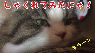 しゃくれ顔が可愛い猫と綿飴屋さんカレン！
