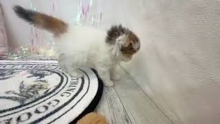 スコティッシュフォールドの動画01
