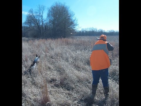 Derek and Larry, w/ King and Ike, Quail Hunt