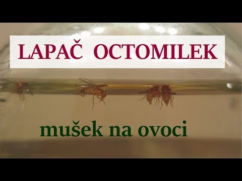 , title : 'Lapač octomilek - vinných mušek'