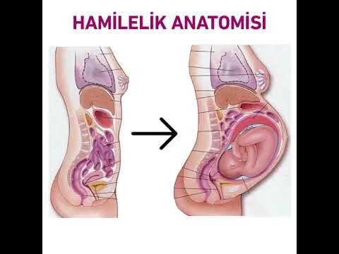 Hamilelik anatomisi