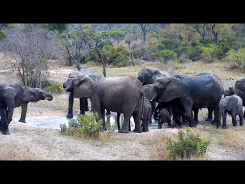 Upset Elephant herd with lots of babies came in fast to drink and then ran away 10/9/25