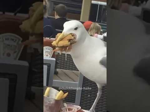 Funny seagull stealing food😂🤣🤣 #funny seagull #funny birds #seagull #Birds #funny animals