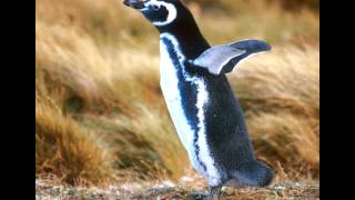 Canzoni per bambini: Il mio Pinguino blu