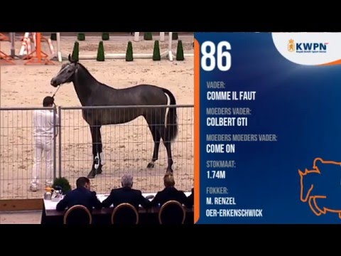 Hermantico (Comme Il Faut x Colbert GTI) - Approbation KWPN 2015