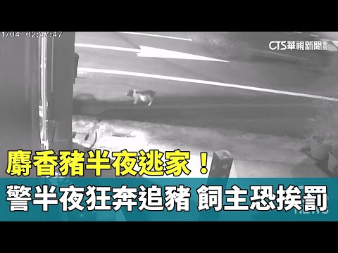 麝香豬半夜逃家！　警半夜狂奔追豬　飼主恐挨罰