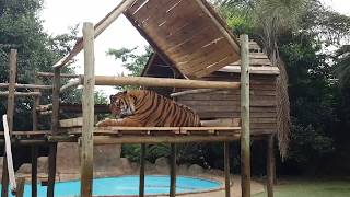 The time I saved the dogs from poison after a robbery