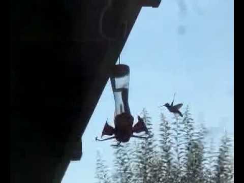 Hummingbird chased by wasp