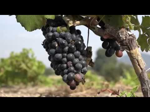 , title : 'Cultivo de uva ya es una realidad en Puebla'