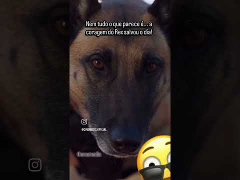 Coragem #dog #coragem #forte