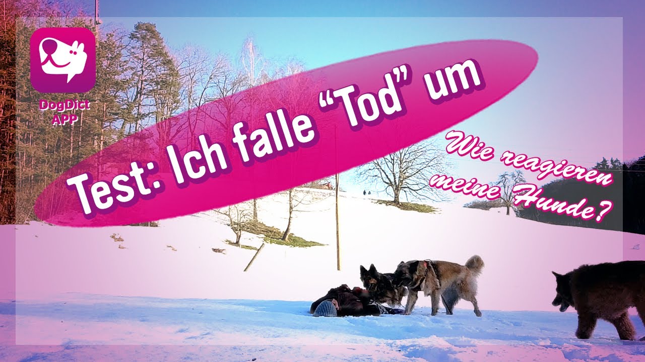 Test Ich falle „Tot“ um, Hundetrainerin liegt im Schnee und bewegt sich nicht was machen ihre Hunde?