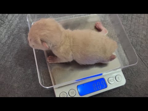 Newborn Kitten Day 8 - Kitten Weighs 80 Grams, Twice The Weight At Birth