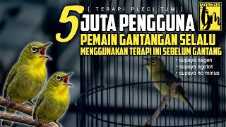 Download lagu 🔴 LIVE Terapi Pleci Paling Dicari Pemain Lomba Supaya Nagen !! mp3