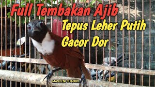 Download lagu FULL TEMBAKAN AJIB TEPUS LEHER PUTIH GACOR DOR mp3