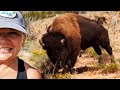 Bison Attacks Woman At Texas State Park