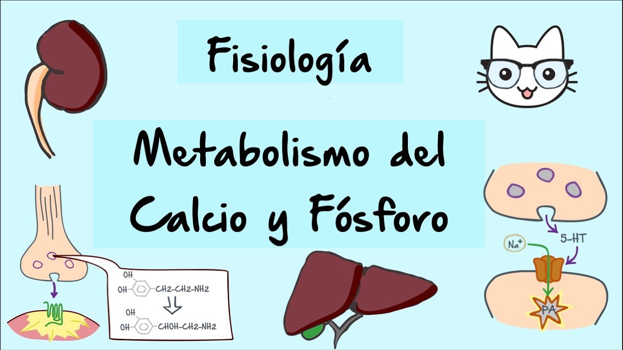Metabolismo del calcio y fosforo (parte 1)