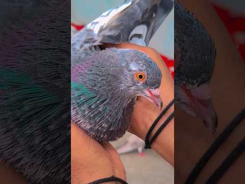#pigeon #kabootar #birds #kabutar #duet #new #2024 #trending #reshipigeonsclub #viral