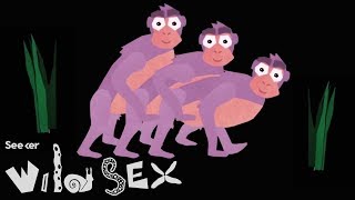 Making Love Not War: The Wild Sexual World of Bonobos