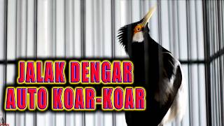Download lagu JALAK SUREN ANDA PASTI BUNYI KOAR KOAR PUTARKAN INI SEKALI mp3