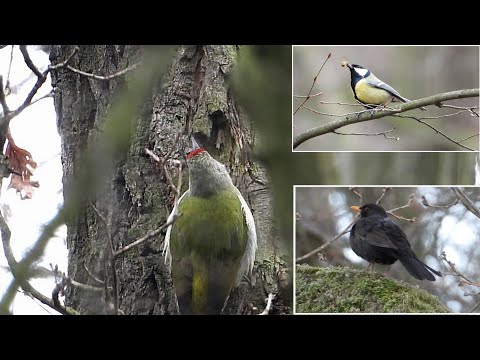 Dzięcioł zielonosiwy 🐦Green-nosed woodpecker * Obserwacje ptaków 2023
